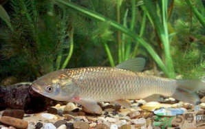 秋天釣草魚用什么餌？秋季釣草魚用什么餌最好？ 