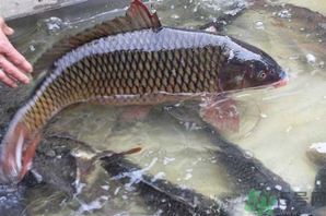 用玉米粒怎么釣鯉魚？玉米粒怎么泡制釣魚餌料？