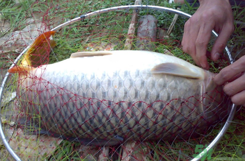 用玉米粒怎么釣鯉魚？玉米粒怎么泡制釣魚餌料？