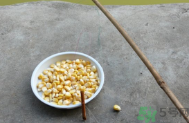 玉米粒怎么釣魚？怎么用玉米粒釣魚？