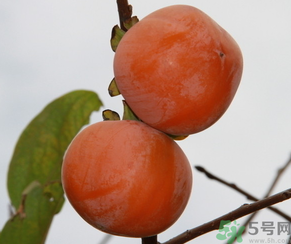 黃柿子和紅柿子有什么區(qū)別？紅柿子和黃柿子哪個好？