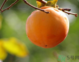 黃柿子和紅柿子有什么區(qū)別？紅柿子和黃柿子哪個好？