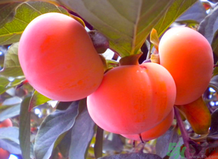 黃柿子和紅柿子有什么區(qū)別？紅柿子和黃柿子哪個好？