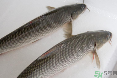 釣的魚在家怎么養(yǎng)活？釣的魚怎么保持不死？