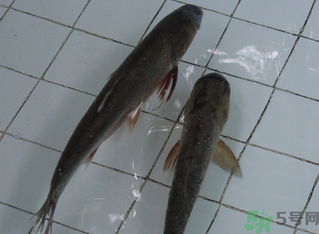 釣的魚在家怎么養(yǎng)活？釣的魚怎么保持不死？