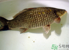 釣的魚死了還能吃嗎？釣的魚死了怎么處理？