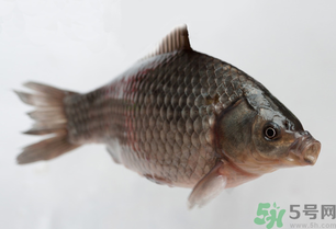釣的魚死了還能吃嗎？釣的魚死了怎么處理？