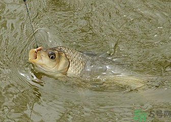 釣的魚死了還能吃嗎？釣的魚死了怎么處理？