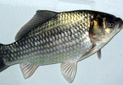 釣的魚(yú)在家怎么養(yǎng)活？釣的魚(yú)怎么保持不死？