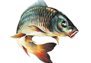 秋天釣鯉魚(yú)用什么小藥？秋天黑坑釣鯉魚(yú)用什么小藥？
