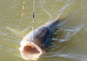 秋天釣魚(yú)用什么小藥？秋天釣魚(yú)小藥搭配