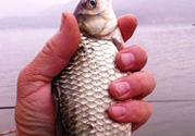 十月份釣鯽魚(yú)用什么餌？十月份釣鯽魚(yú)用什么餌料好？