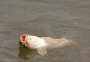 十月份怎么釣鯽魚？十月份怎么釣鯉魚？