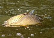 十月份可以釣鯉魚(yú)嗎？十月份釣鯉魚(yú)用什么餌？