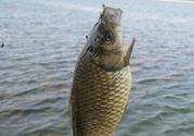 秋天黑坑釣鯽魚用什么餌料？秋天黑坑釣鯽魚餌料配方