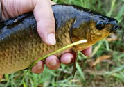 野生鯽魚(yú)怎么釣？釣野生鯽魚(yú)的技巧