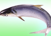 十月份能釣鰱魚嗎？鰱魚幾月份好釣？