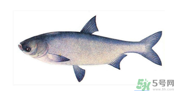 十月份能釣鰱魚嗎？鰱魚幾月份好釣？