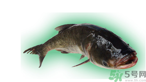 十月份能釣鰱魚嗎？鰱魚幾月份好釣？