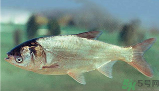 十月份能釣鰱魚嗎？鰱魚幾月份好釣？
