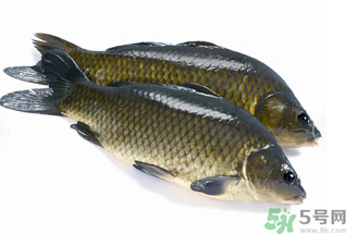 活鯉魚怎么保存？鯉魚怎么養(yǎng)才不容易死？