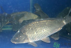 活鯉魚怎么保存？鯉魚怎么養(yǎng)才不容易死？