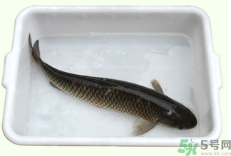 鯉魚死了還能吃嗎？鯉魚死了多久不能吃？