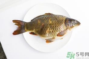 鯉魚死了還能吃嗎？鯉魚死了多久不能吃？