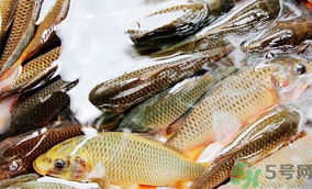 鯉魚死了怎樣保鮮？鯉魚死后怎么保存？