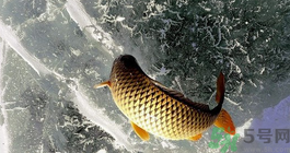 鯉魚死了怎樣保鮮？鯉魚死后怎么保存？