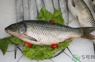 鯉魚死了怎樣保鮮？鯉魚死后怎么保存？