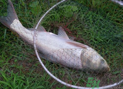 秋天怎么釣鰱魚？秋天釣鰱魚技巧