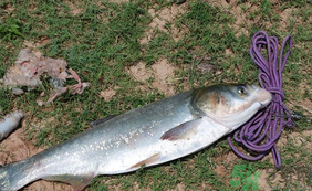 秋天怎么釣鰱魚？秋天釣鰱魚技巧