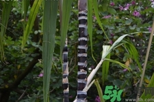 甘蔗一天吃多少最好？甘蔗能每天都吃嗎？