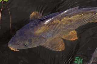 野生鯉魚怎么釣？野生鯉魚用什么釣最好？