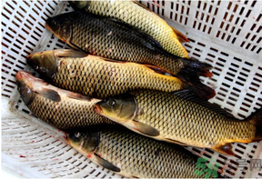 野生鯉魚怎么釣？野生鯉魚用什么釣最好？