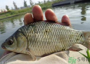 野生鯽魚多少錢一斤？野生鯽魚怎么區(qū)分？