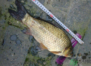 野生鯽魚多少錢一斤？野生鯽魚怎么區(qū)分？