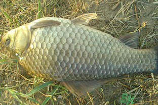 野生鯽魚多少錢一斤？野生鯽魚怎么區(qū)分？