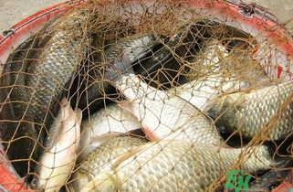 野生鯽魚怎么做好吃？野生鯽魚的做法