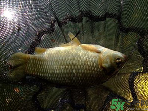 野生鯽魚怎么做好吃？野生鯽魚的做法