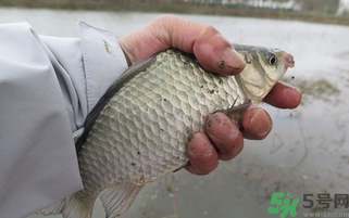 野生鯽魚怎么做好吃？野生鯽魚的做法
