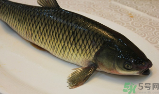 秋天怎么釣草魚？秋天草魚好釣嗎？