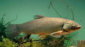 秋天怎么釣草魚？秋天草魚好釣嗎？