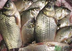 野生鯽魚怎么釣？釣野生鯽魚的技巧