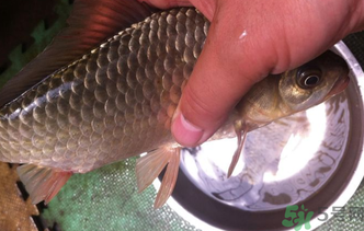 野生鯽魚怎么釣？釣野生鯽魚的技巧