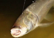 秋天怎么釣鰱魚(yú)？秋天釣鰱魚(yú)技巧