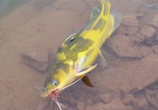 秋天釣魚怎么選釣位置？秋天釣魚怎么選釣位？