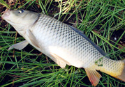 野生鯉魚(yú)怎么釣？野生鯉魚(yú)用什么釣最好？