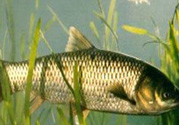 秋天怎么釣草魚？秋天草魚好釣嗎？
